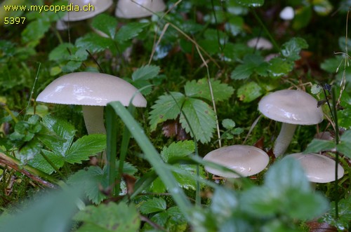 Hygrophorus agathosmus - 