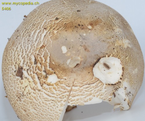 Leucoagaricus subcretaceus - 