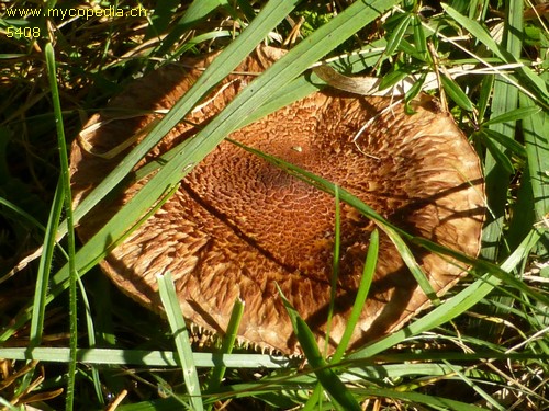 Tricholoma vaccinum - 