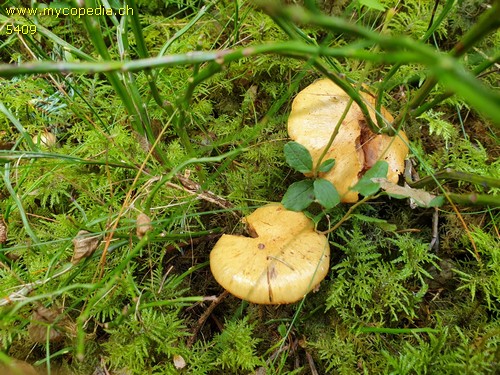 Cortinarius subtortus - 