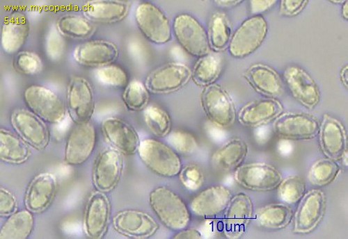 Melanoleuca grammopodia - 