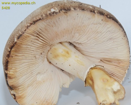 Leucoagaricus subcretaceus - 