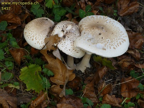 Macrolepiota mastoidea - 