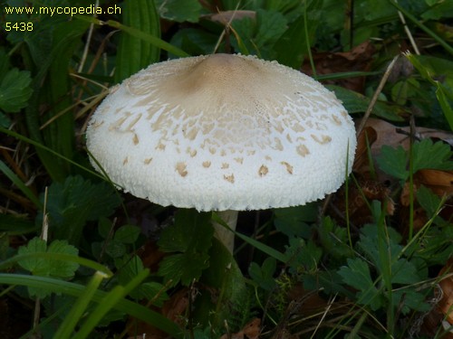 Macrolepiota mastoidea - 