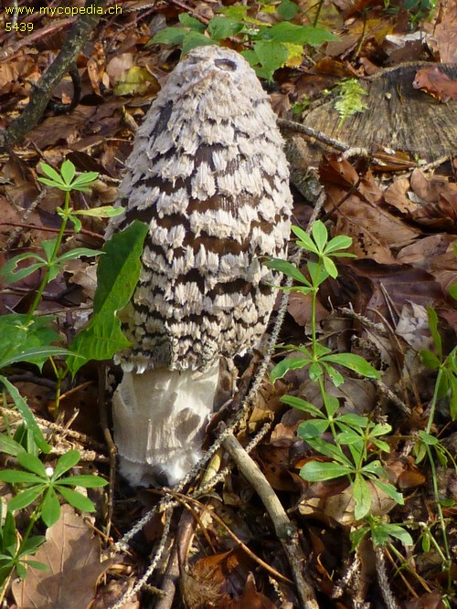 Coprinopsis picacea - 