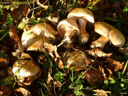 Cortinarius anserinus - 