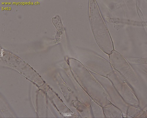 Tubaria furfuracea - 