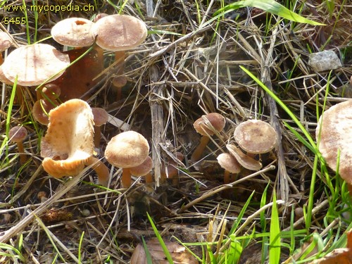 Tubaria furfuracea - 