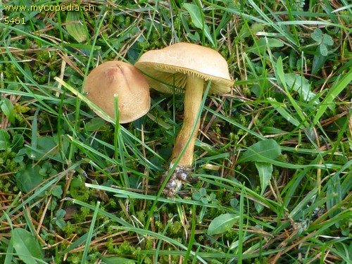 Tricholoma bufonium - 