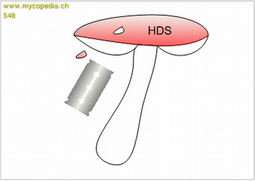 Primordialhyphen - 