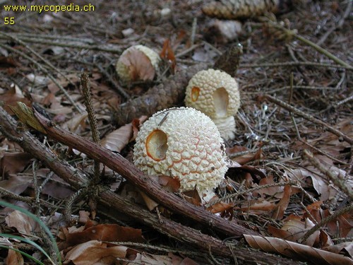 Amanita muscaria - 