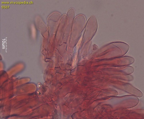Rhizomarasmius setosus - Cheilozystiden - Kongorot  - 