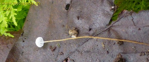 Rhizomarasmius setosus - 