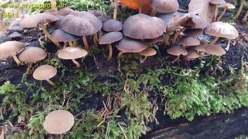 Psathyrella piluliformis - 