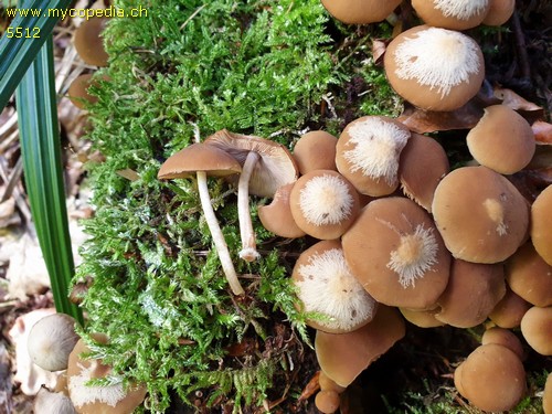 Psathyrella piluliformis - 