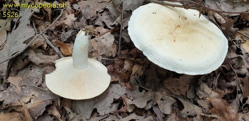 Lactarius piperatus - 