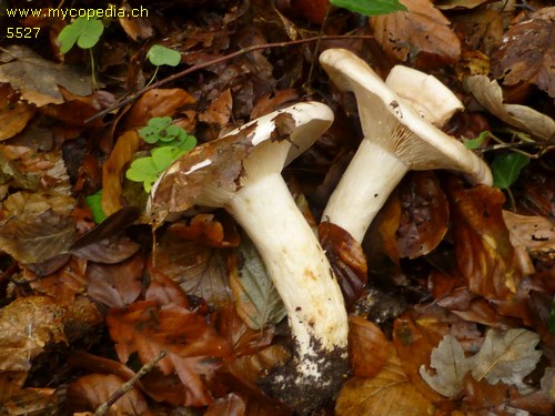 Lactarius piperatus - 