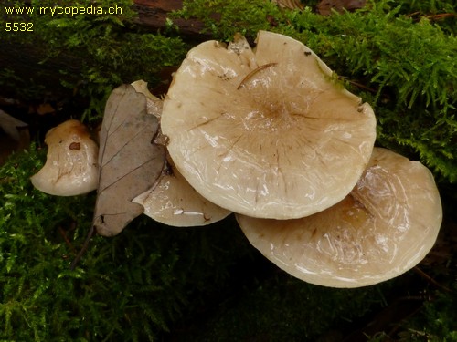 Pholiota lenta - 