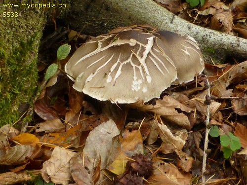 Tricholoma saponaceum - 