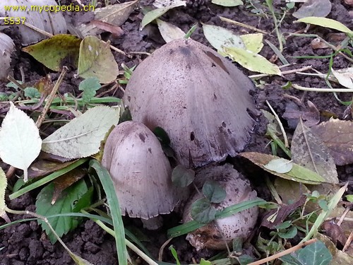 Coprinopsis atramentaria - 