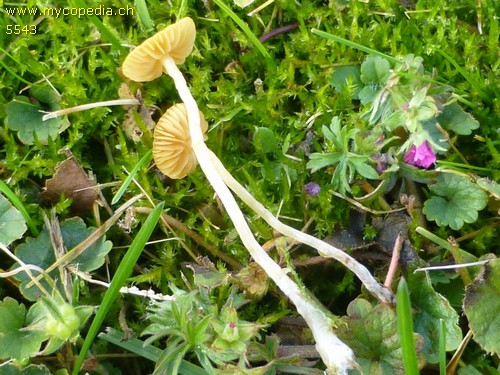 Galerina graminea - 