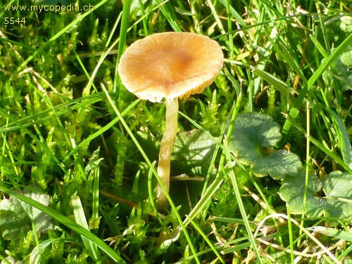 Galerina graminea - 