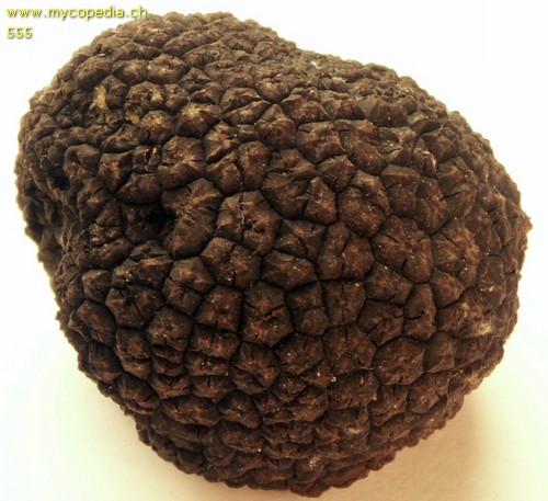 Tuber aestivum - 