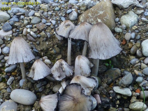 Coprinopsis atramentaria - 