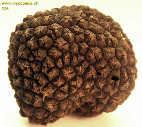 Tuber aestivum - 