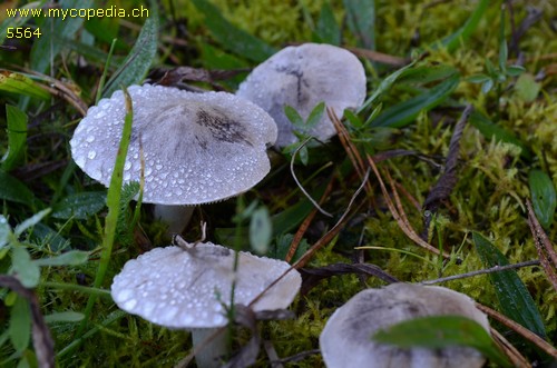 Tricholoma terreum - 