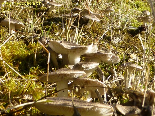 Tricholoma terreum - 