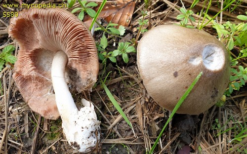 Volvariella gloiocephala - 