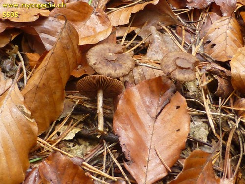 Inocybe lacera - 