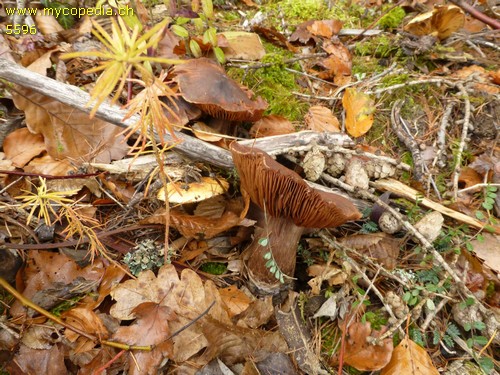 Cortinarius spp - 