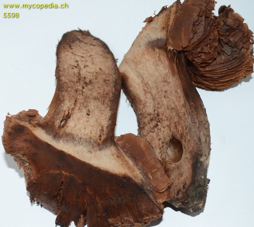 Cortinarius spp - 