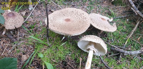 Chlorophyllum rhacodes - 