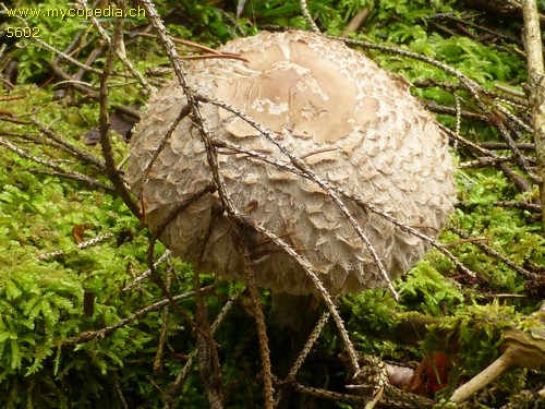 Chlorophyllum rhacodes - 