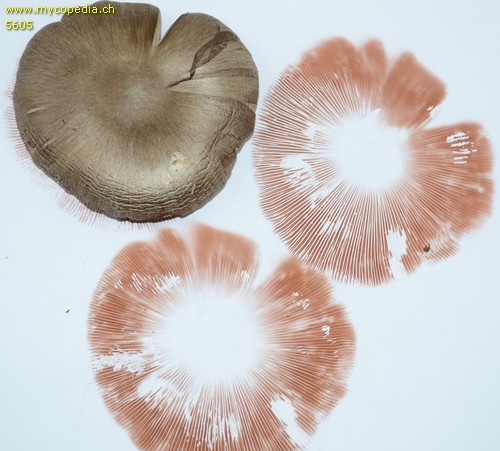 Volvariella gloiocephala - Sporenabwurf / Sporenfarbe - 
