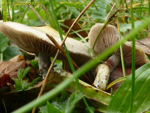 Stropharia albonitens - 