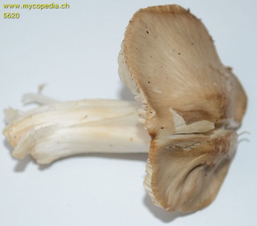 Pseudoporpoloma pes-caprae - 