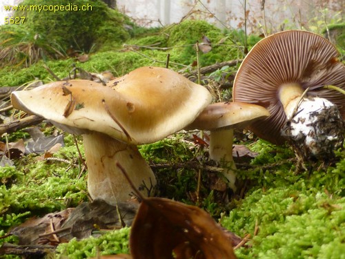 Cortinarius varius - 