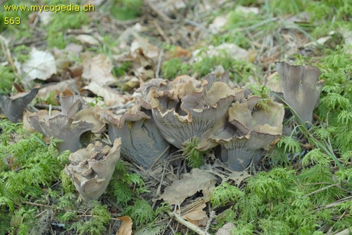 Gomphus clavatus - 