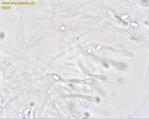 Hygrophorus nemoreus - Basidien - 