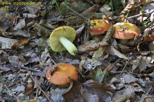 Russula aurea - 