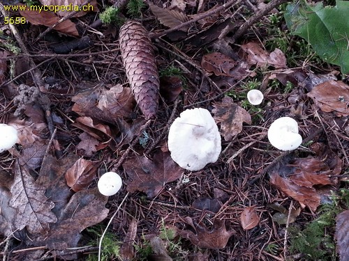 Ripartites tricholoma - 