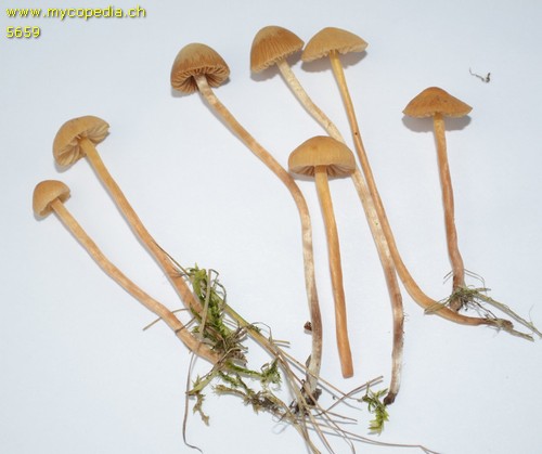 Galerina clavata - 