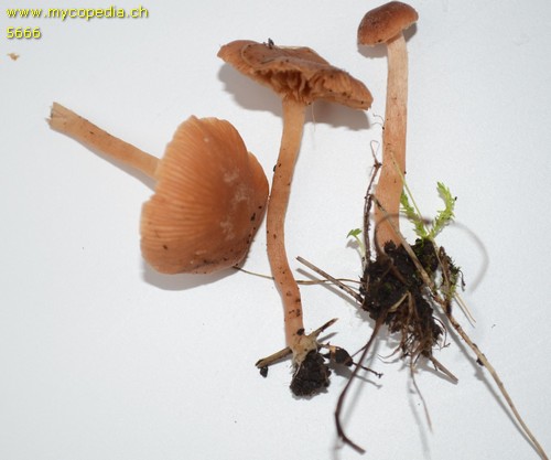 Galerina sphagnorum - 