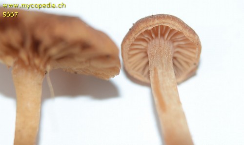 Galerina sphagnorum - 