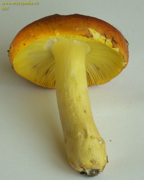 Russula aurea - 