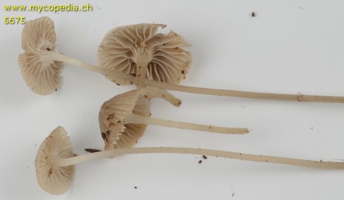 Mycena leptocephala - 